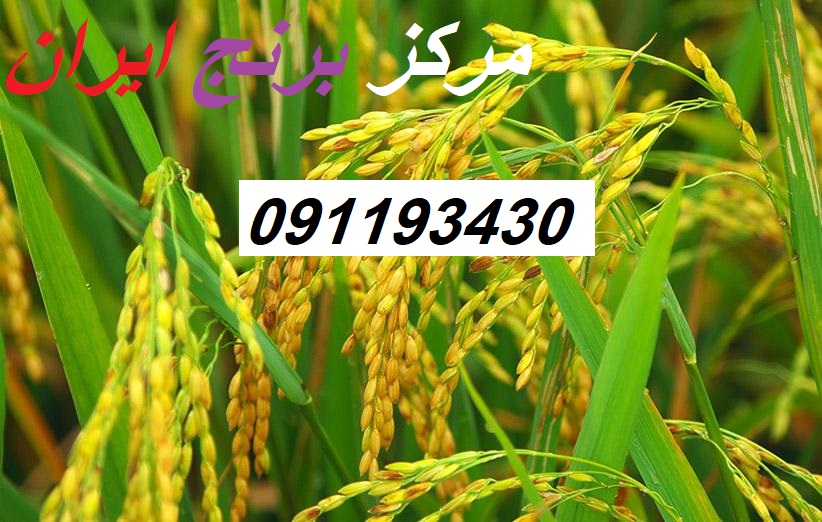قیمت برنج ایرانی در سال 1400