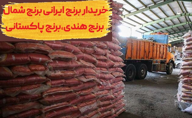 خریدار برنج ایرانی شمال هندی نقد و فوری